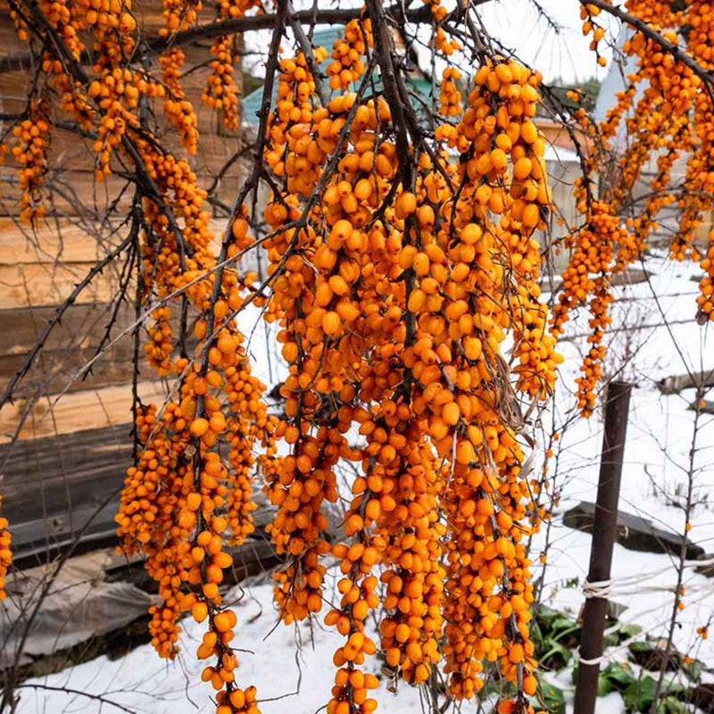 Is Sea Buckthorn Worth the Hype? An Honest Look at Himsoul's Signature Ingredient