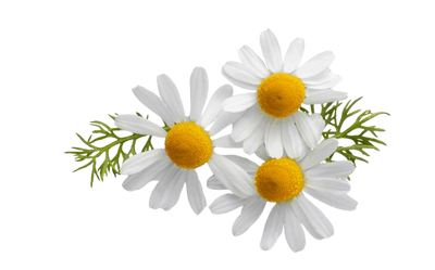 Chamomile Extract