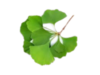 Ginkgo Biloba