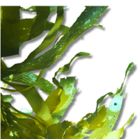 Gmoist Sea Gel