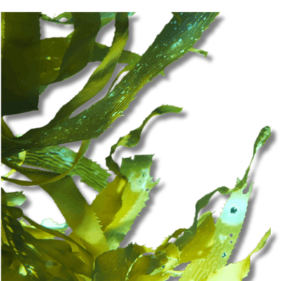 GMOIST SEA GEL
