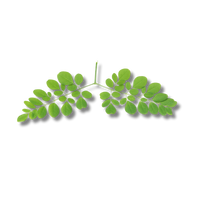 Moringa Liquid Extract