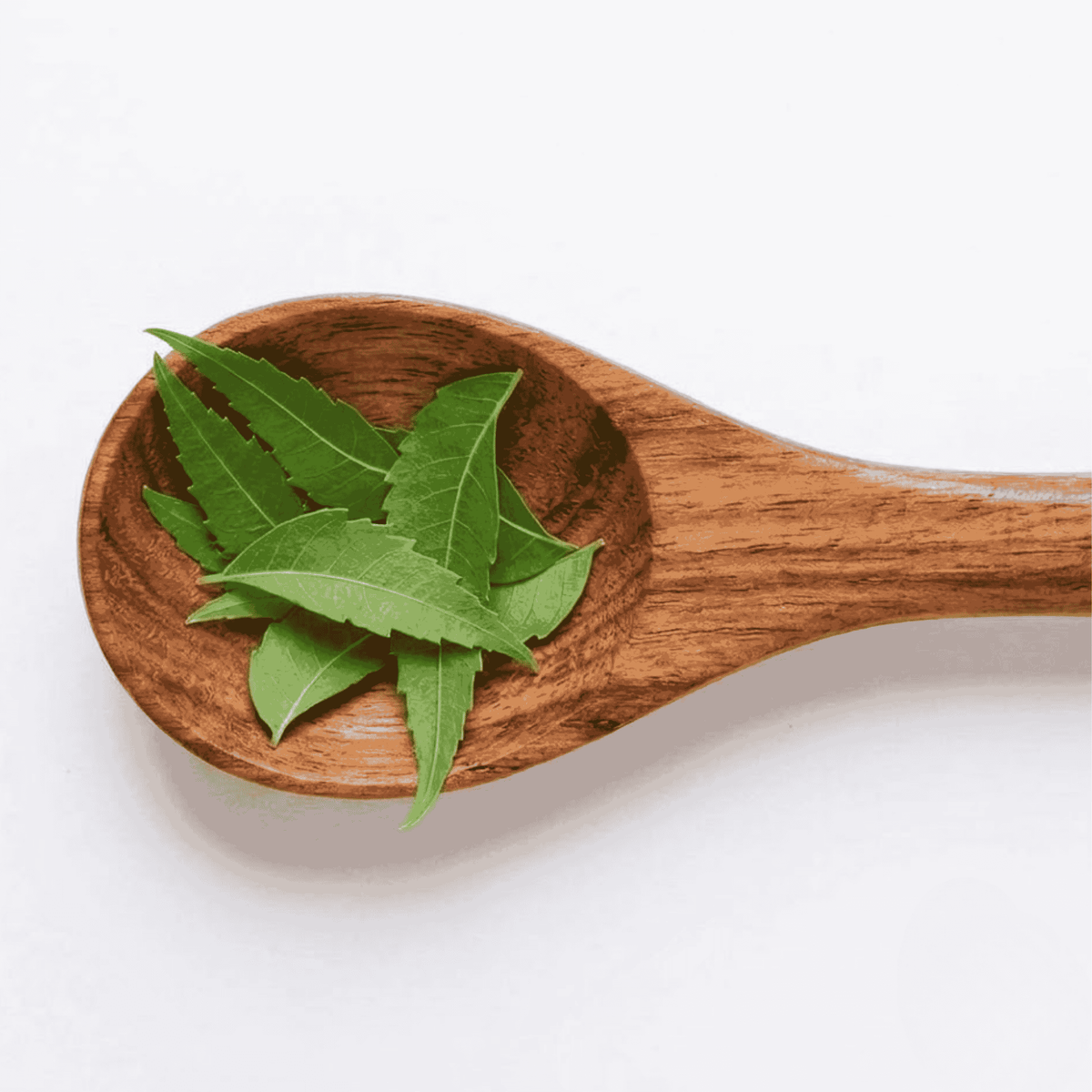 Fresh organic neem leaves resting on a handcrafted, antibacterial neem wood cosmetic spoon for natural skincare applications.