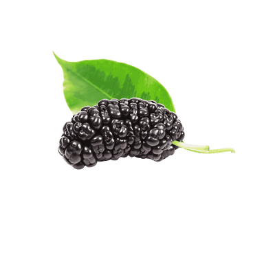 Mulberry